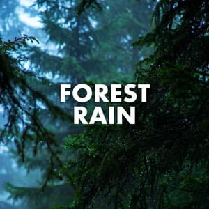 Forest Rain - Nature Sounds