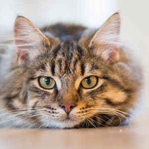 Serene Binaural Music for Cats' Comfort and Calm - Relax My Kitten