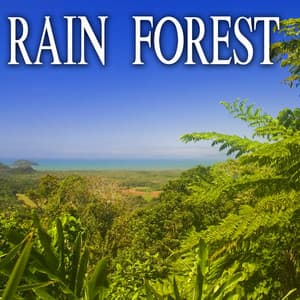 Rain Forest - Nature Soundscape