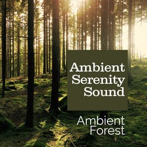 Ambient Serenity Sound - Ambient Forest