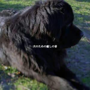 犬のための癒しの音 - Beach Jazz Playlist