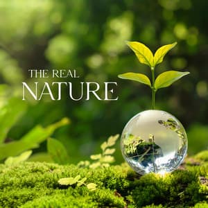 The Real Nature: Sounds of the Everyday Life, Healing Yoga Meditation Music - Real Nature Area