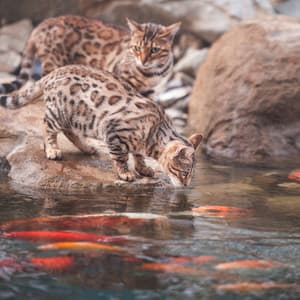 Music for Stress Relief: Cats' Riverine Bliss - River Dreams Catalog