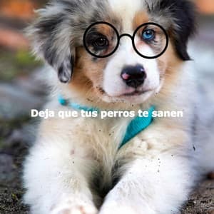 Deja que tus perros te sanen - Jazzy Studying Music