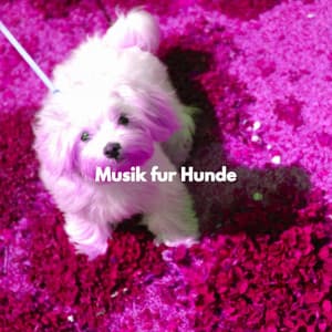 Musik fur Hunde - Music for Pets Playlist