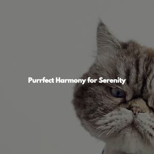 Purrfect Harmony for Serenity - Nachmittags Jazz