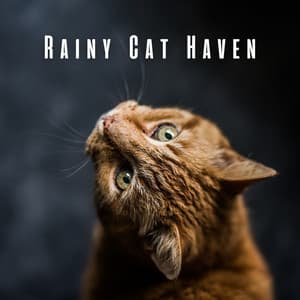 Rainy Cat Haven: Chill Sounds for Cats' Cozy Moments - Relax My Kitten