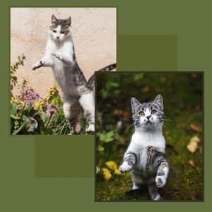 Feelings for Lonely Cat - Cat Total Relax