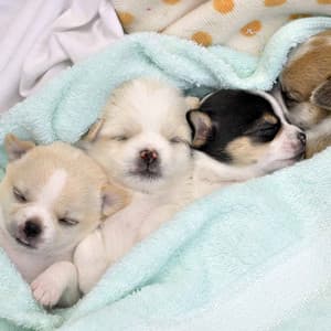 Bgm for Chilled Pooches - Calm Dog Music