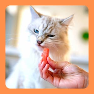 Feelings for Loving Cats - Cat Sleeping Music Project