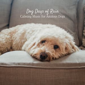 Dog Days of Rain: Calming Music for Anxious Dogs - Rain Wonder