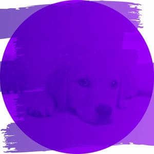 Fiery Ambiance for Keeping Your Dog Happy - Relaxing Dog Music Radio