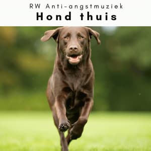 4 Poten: Hond thuis - RW Anti-angstmuziek