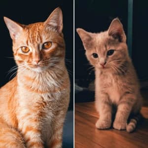 Ambiance for Sitting Back Cats - Music for Resting Cats