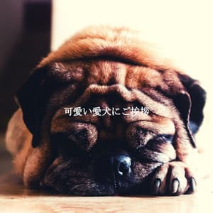 可愛い愛犬にご挨拶 - Tuesday Morning Jazz Playlist