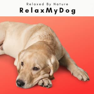 2022 RelaxMyDog - Dogs Music Therapy