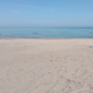 Dolphin on the Sea - Cozy Coffee Shop