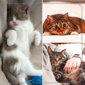 Music for Cutest Kittens - Cat Total Relax