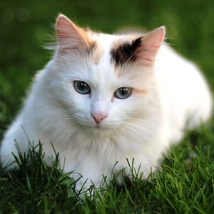 Whiskers in Bliss: Soothing Nature Sounds for Calming Cats - Earth Frequencies and 432 Hz Frequencies