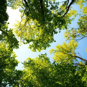 Tranquil Canopy: Echoes of Nature's Serene Embrace - The Entrainment
