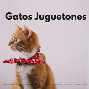 Sinfonía Del Pais De Las Maravillas Para Gatos Bigotudos: Música Para Gatos Juguetones - Silenciador de Ruido