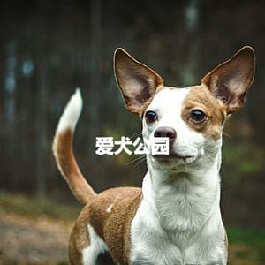 爱犬公园 - Cooking Music Chill