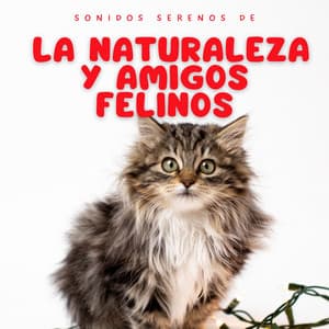 Sonidos Serenos De La Naturaleza Y Amigos Felinos - Acústica de la Naturaleza