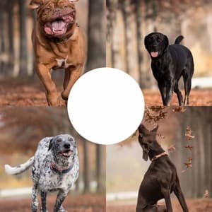 Background Music - Dogs on Couch - Music for Dogs Radio