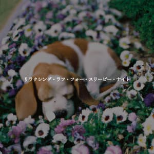 リラクシング・ラフ・フォー・スリーピー・ナイト - Jazz for Work