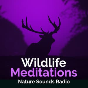 Wildlife Meditations - Nature Sounds Radio