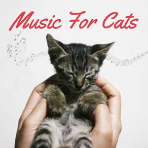 Music For Cats - Relaxing Piano For Pets