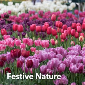 Festive Nature - Nature's Noise