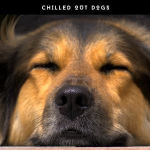 Puppy Relaxation Ambience - Chilled Out Dogs - Dog Chillout Zone
