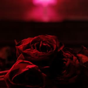 Roses - The Paper Kites