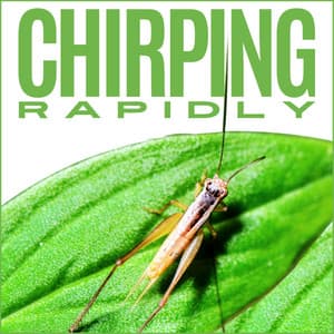 Chirping Rapidly - Cricket Sounds