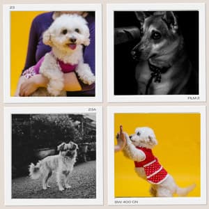 Relaxed - Dog Calming - Music For Dogs