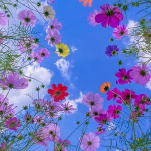 Wildflower Waltz: Nature's Colorful Melodic Bouquet - Pinetree Way