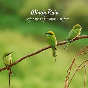 Windy Rain: Soft Sounds for Birds Comfort - Lightning Thunder and Rain Storm