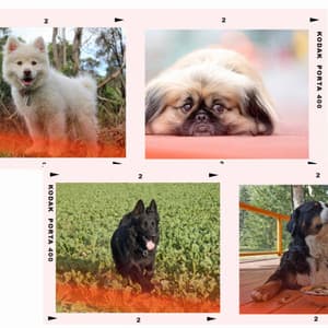 Hip Background for Lonely Pups - Dog Music Hour