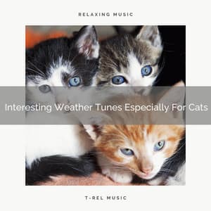 Interesting Weather Tunes Especially For Cats - Cat Total Relax