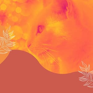 Background Music for Home with Cats - For Cats Only