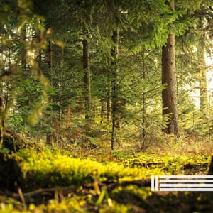 Forest Ambient Sounds - Sounds Of Birds & Forest