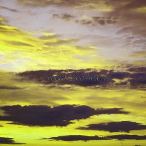 Forest Echo Archives - Cosmic Thought