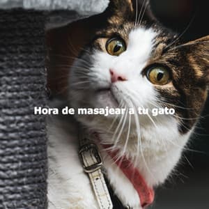 Hora de masajear a tu gato - French Cafe Jazz Luxury