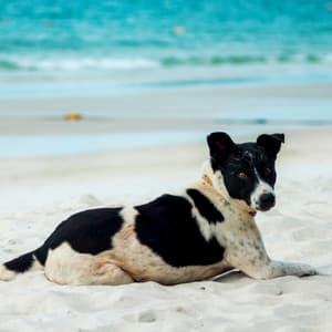 Seaside Wag: Ocean Ambient Harmony for Relaxed Dogs - Calm Sea Sounds