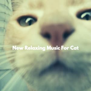 New Relaxing Music For Cat - Afternoon Chill Jazz