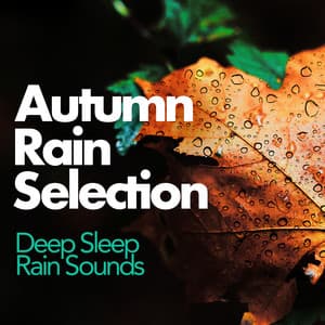 Autumn Rain Selection - Deep Sleep Rain Sounds