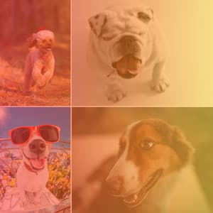Stylish Bgm for Playful Friendly Pups - Calming Jazz For Dogs