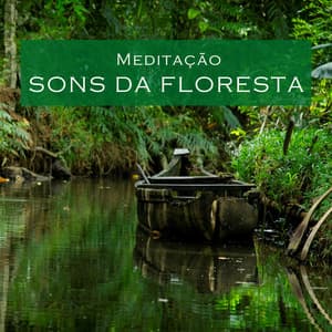 Meditação: Sons da Floresta - Meditação Música Ambiente