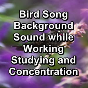 Bird Song Background Sound while Working Studying and Concentration - Bird Sounds